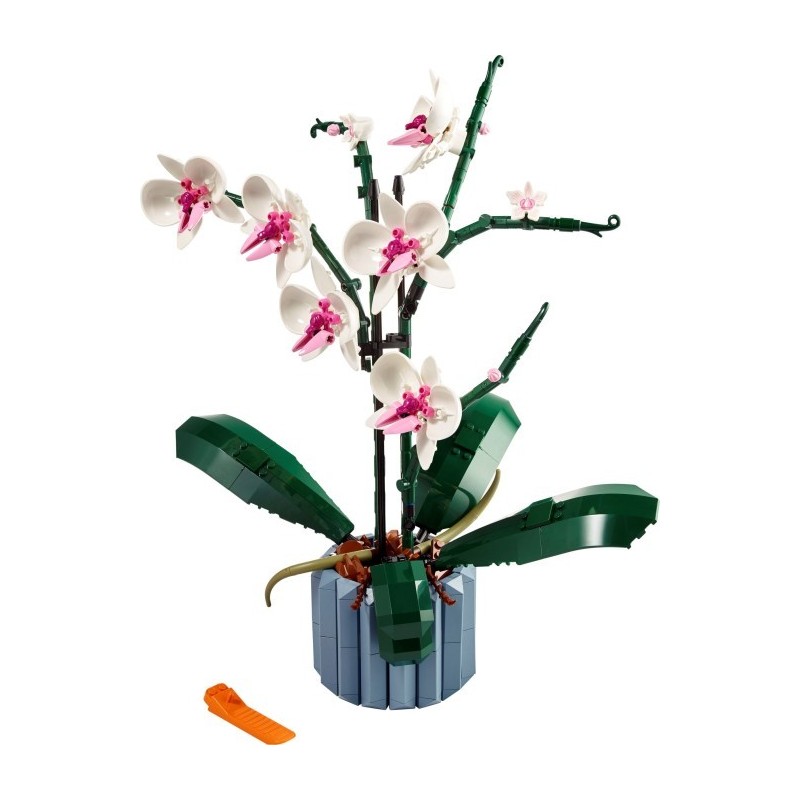 Orchid