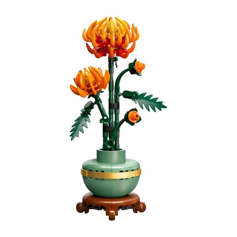 Chrysanthemum