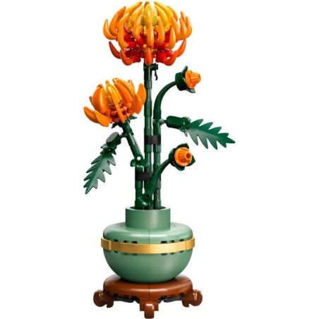 Chrysanthemum