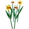 Daffodils