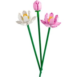 Lotus Flower