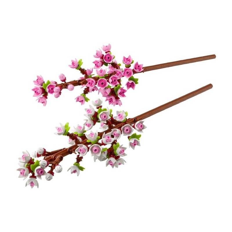 Cherry Blossoms